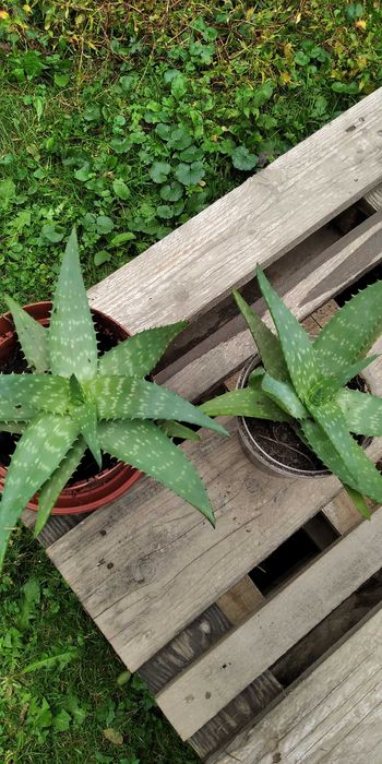 Алое Вера 2 -х річна