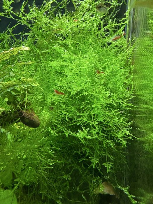 Mech Christmas moss / mech do akwarium