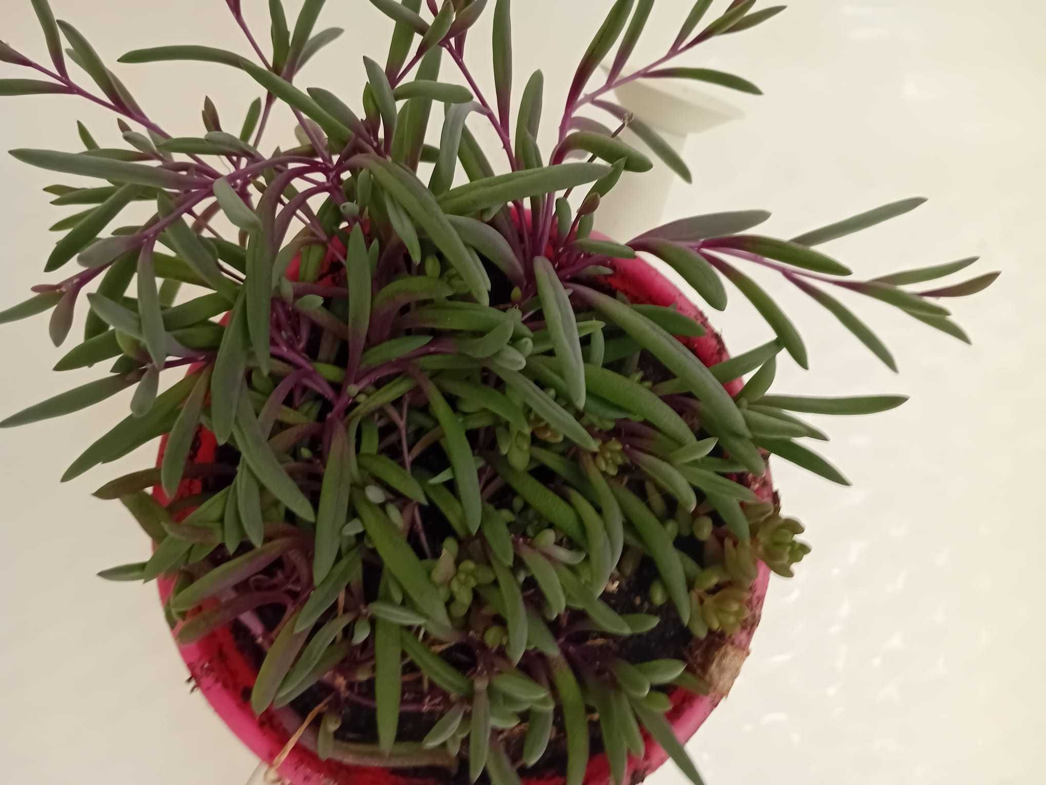 Planta - Colar de Rubi