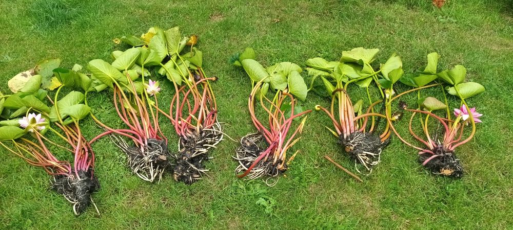 Lilie wodne do oczka wodnego