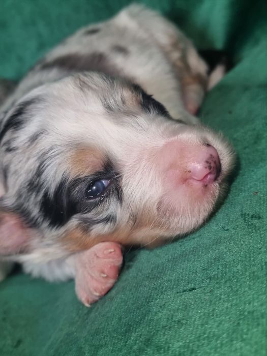 * * * sunia * * *  Border Collie