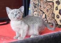 бурманский котенок мальчик единственный и не повторимый