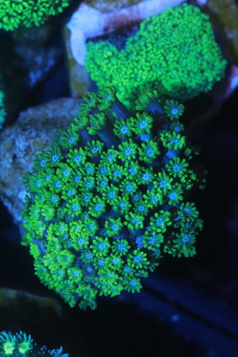 17 Alveopora  Light Green Duze WYSYŁKA FLUOLAMPS.PL