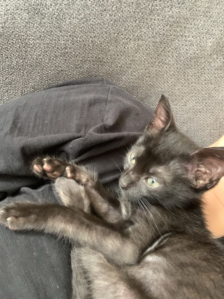Gatinha bebé para adoção