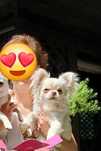 Chihuahua długowłosy piesek ZKwP FCI