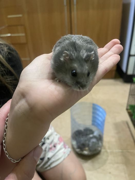 Джунгарики 20 вересня безкоштовно!!