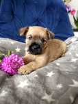 Cairn Terrier - suczka