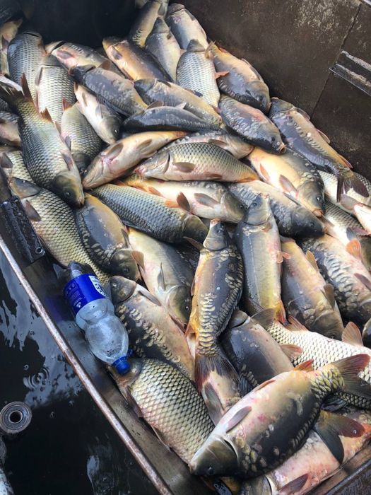 Жива риба-Товстолоб,короп,карась СЕРЕДИНКА,ГАЙСИНСЬКИЙ Р-Н