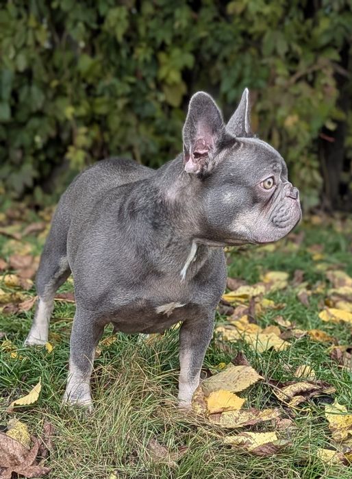 Дівчинка шукає нову сім'ю