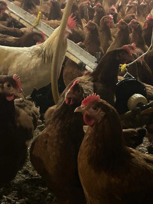 Kury Nioski Rosa 1 Leghorn Messa.Kurki z jajkiem z wolnego-wybiegu.