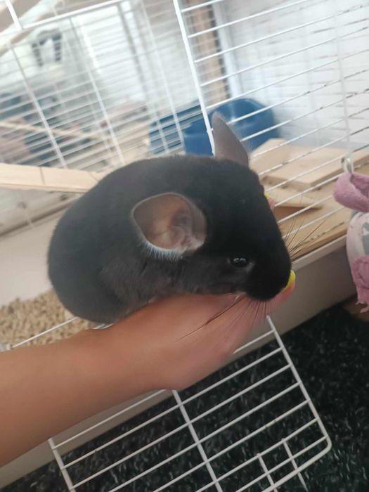 Samczyk szynszyla Czarna Perła