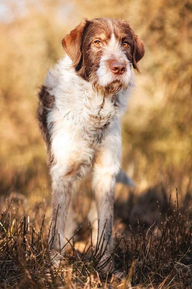 Herman do adopcji w typie wyżła