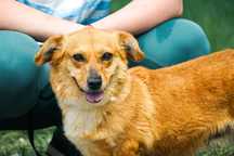 MIKA - śliczna sunia w typie corgi