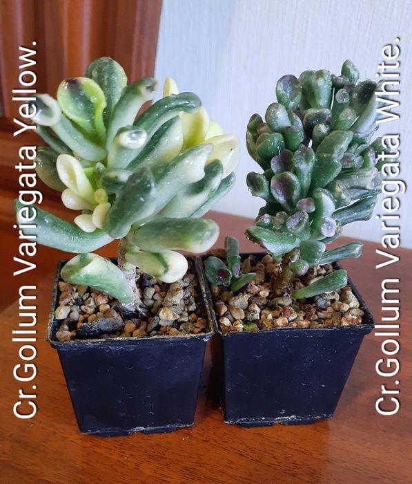 Редкие, коллекционные сорта крассул толстянок денежных деревьев суккул