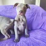 American Pit Bull  Pitbull Silverfawn piękny piesek