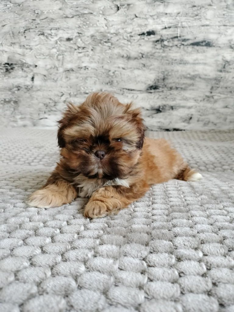 Sunia nr 2 Shih Tzu