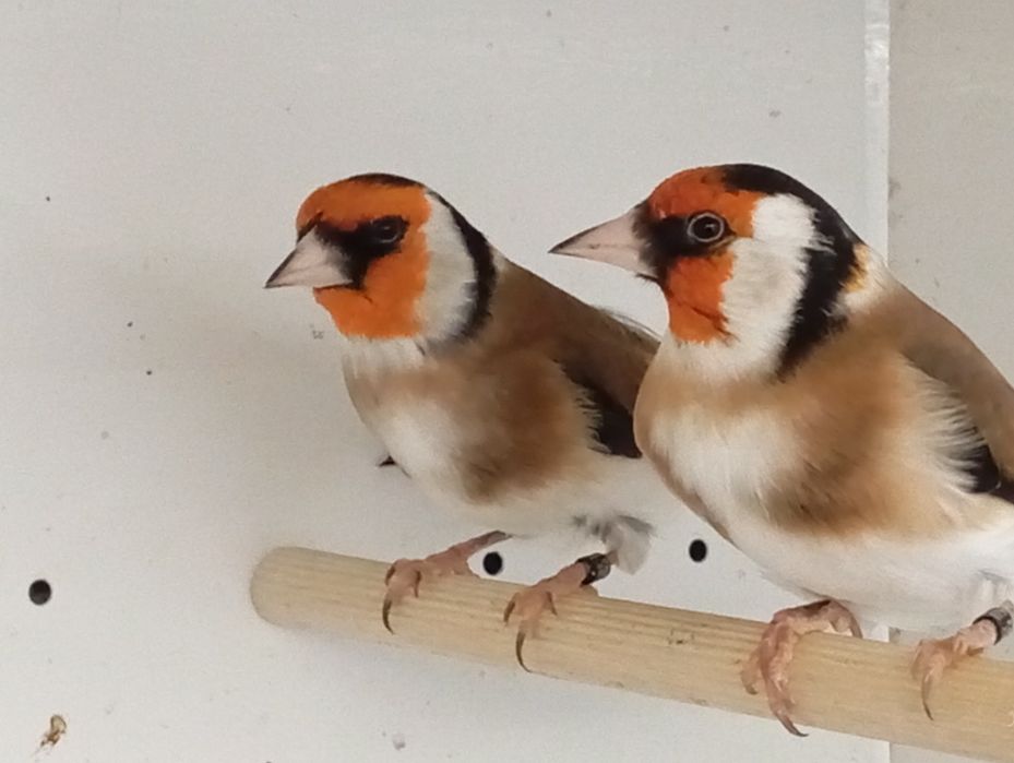 Vendo pintassilgos major