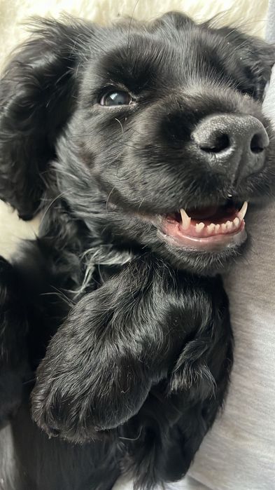 Cocker Spaniel Angielski