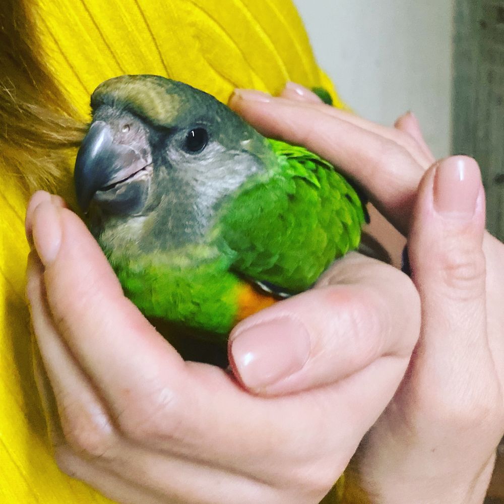 Ручной сенегальский попугай