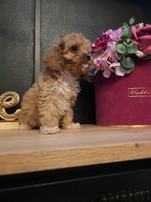 Cavapoo suczka do odbioru