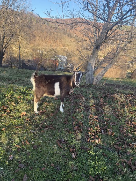 Продам дві кози