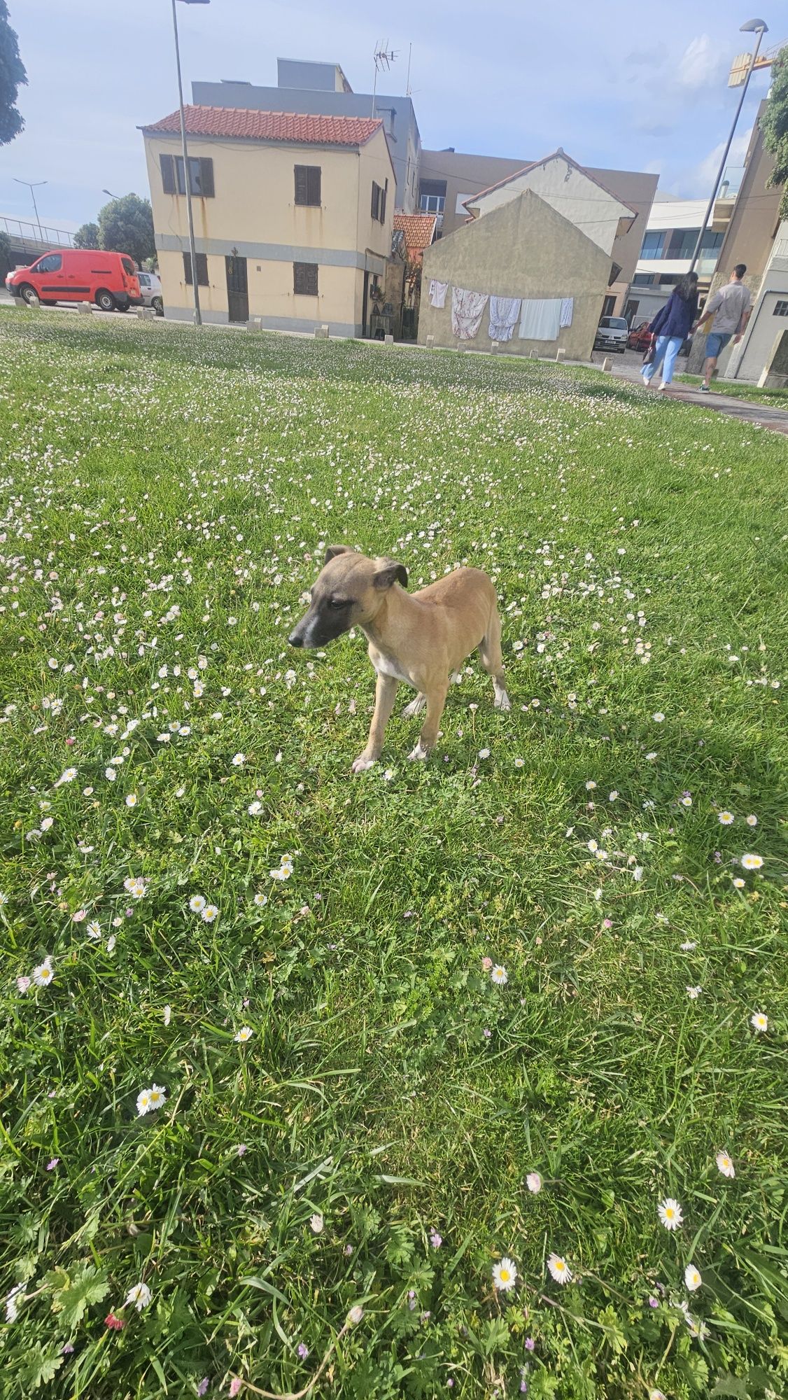 Galgo whippet macho