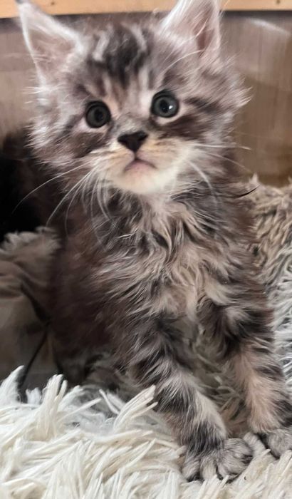 Kotka Maine Coon ns shaded