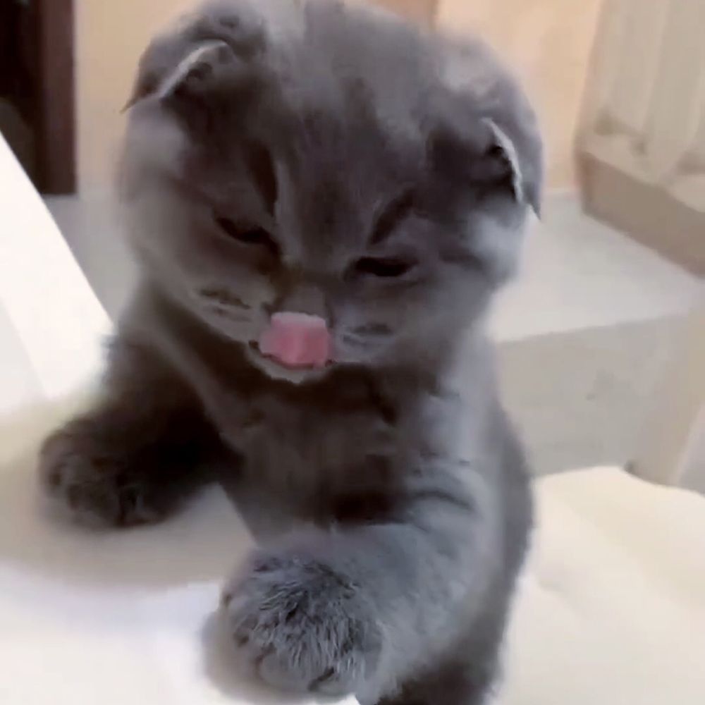 Породисті котята