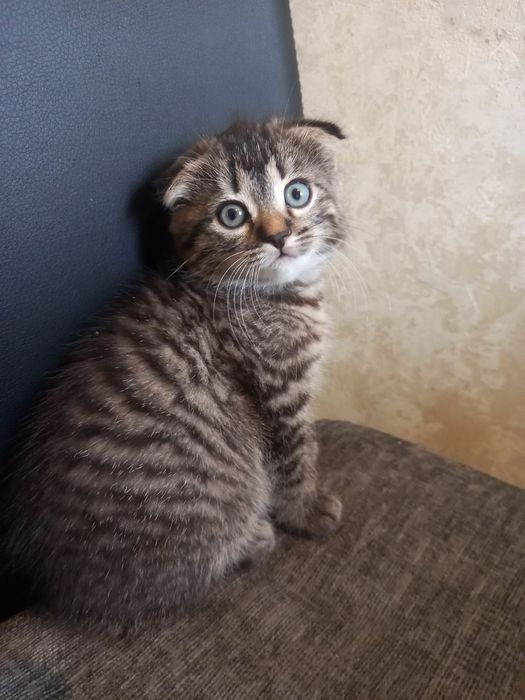 Котёнок, девочка вислоухая.