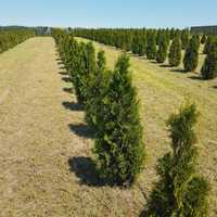 Tuja Thuja Szmaragd 140cm 120cm cm 100cm 80 cm z gruntu lub donica