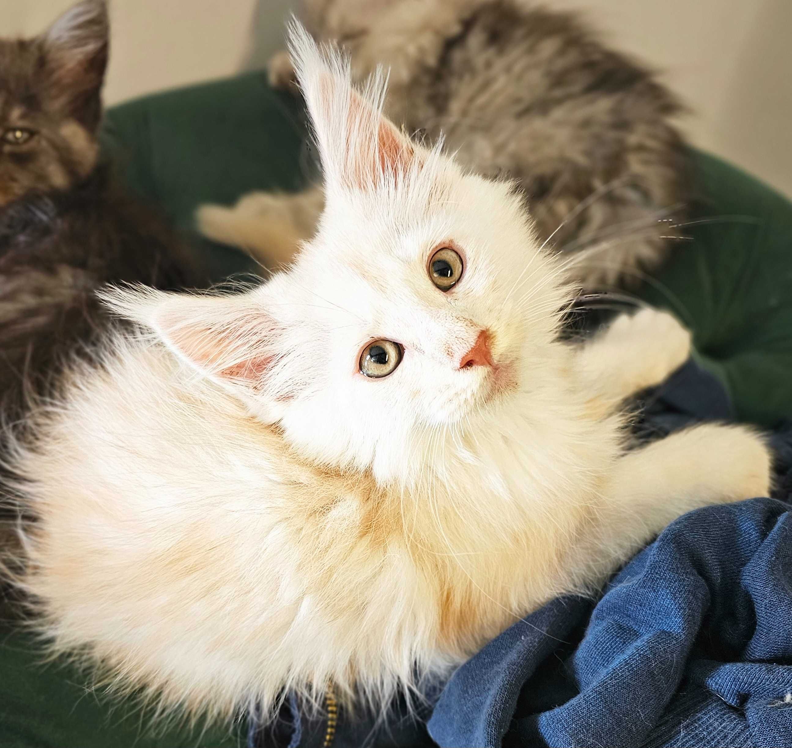 Maine coon rudy srebrzysty