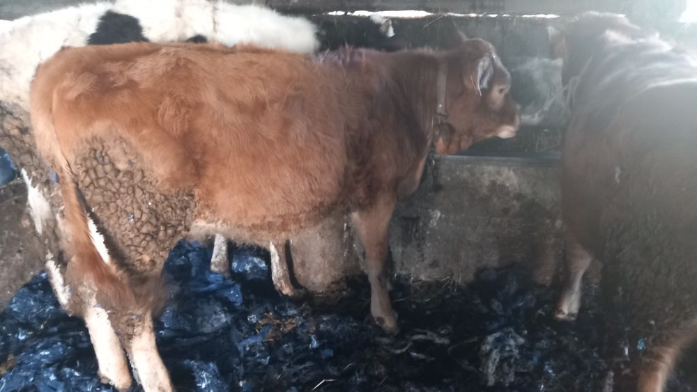 Novilhas minhotas, Muito boa Qualidade