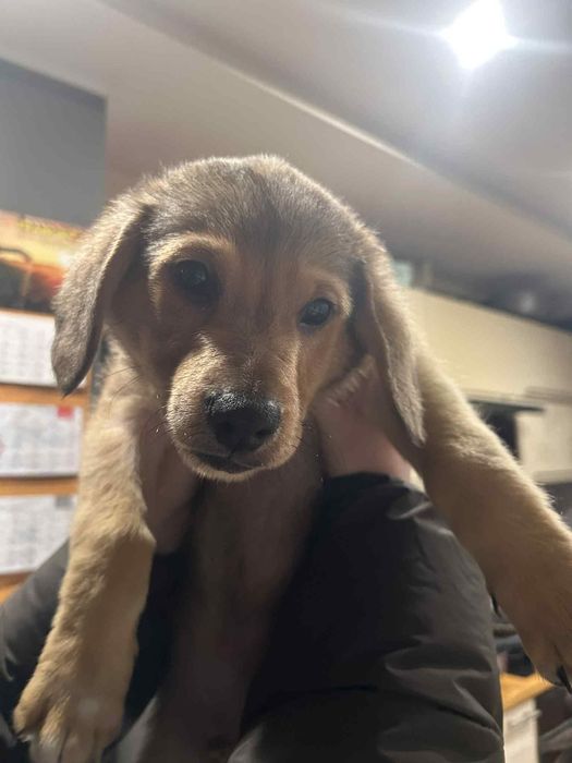 Oddam pieski w dobre ręce