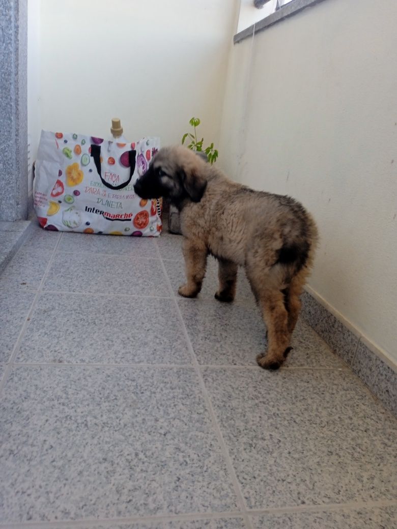 Cachorrinhos Serras da Estrela