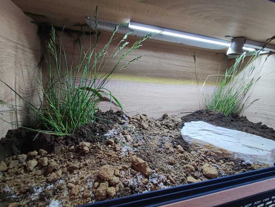 Terrarium pustynne nr564 80/40/40 dla żółwia lądowego - NA ZAMÓWIENIE