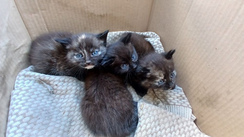 Віддам кошенят добрі руки