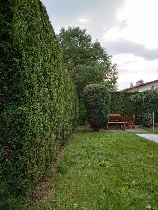 Koszenie, przycinanie tuji, karczowanie