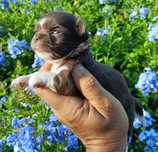 Chihuahua machinho mini
