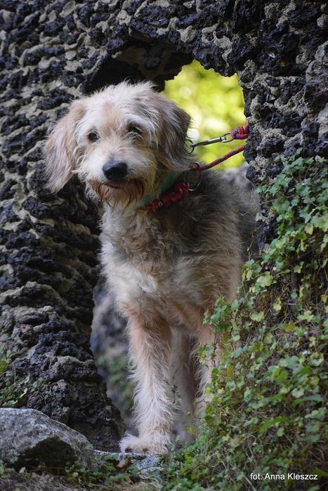 Taco – 10-letni terier, 17 kg, szuka spokojnego domu