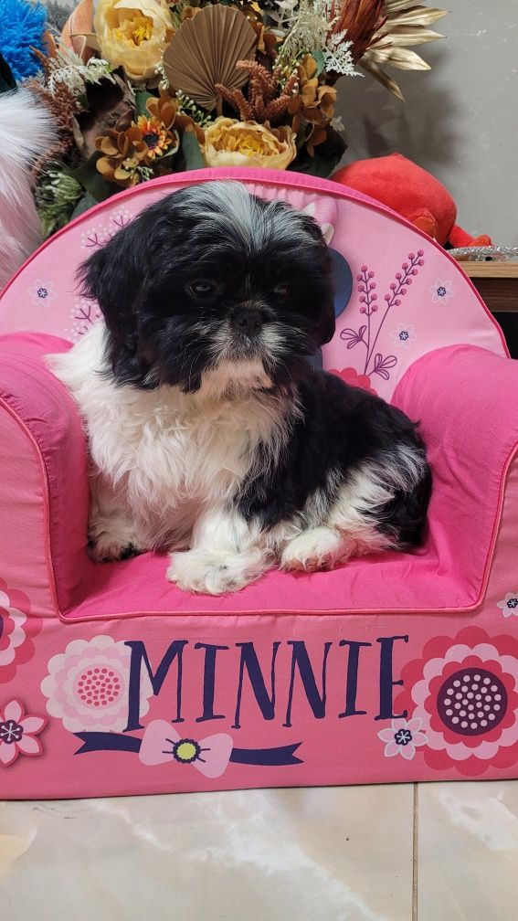 Shih tzu śliczny piesek z wyprawką