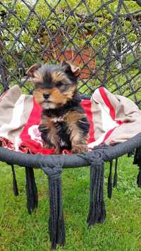 Yorkshire terrier