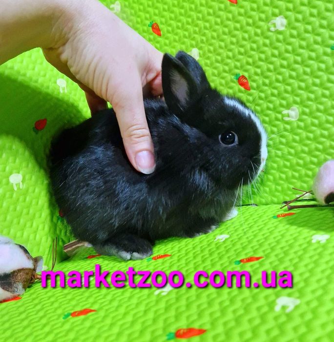 Дуже гарнюній нідерландський малюк