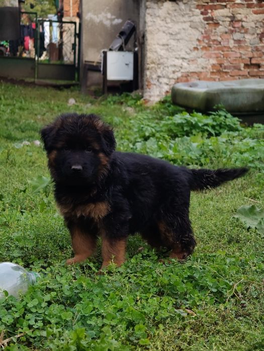 Owczarek Niemiecki Długowłosy m