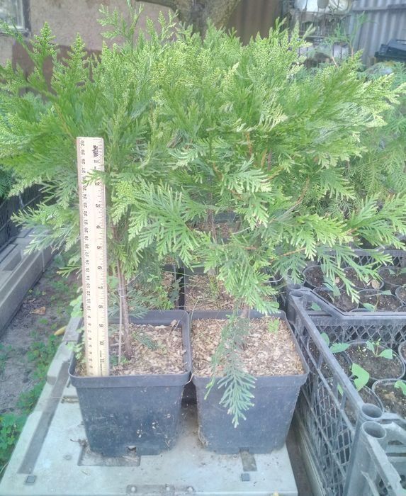 Лаванда для лавандового поля. Кизильник цельнокрайний.Чабрец кустовой.