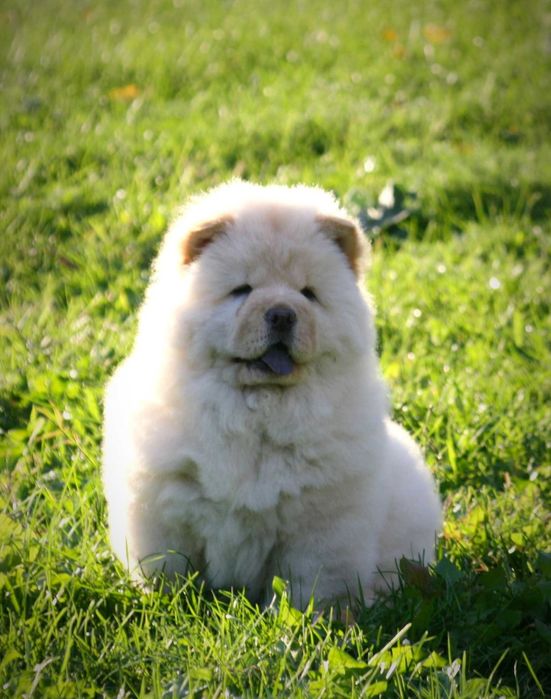 Chow Chow disponível