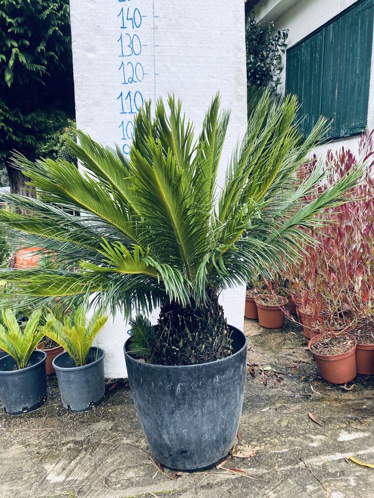 Siccas e outras plantas disponiveis