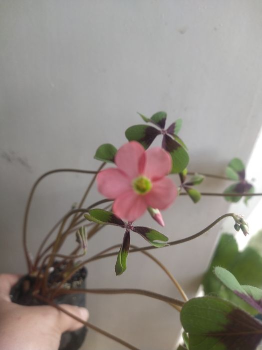 Кисличка,           .