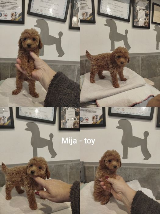 Pudel toy aprcot/ toffi sunia