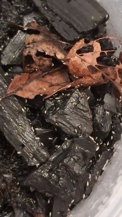 Skoczogonki białe ekipa sprzatająca