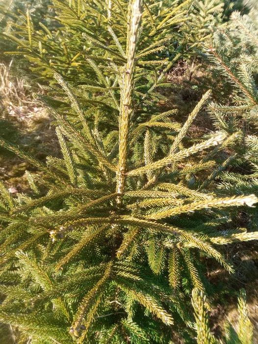 Świerk kaukaski (Picea orientalis) - rzadko spotykany, do ogrodów